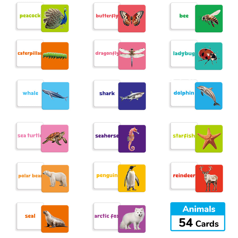 Animals Flash Card