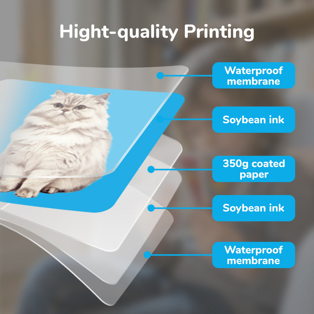 Spanish Animals Flash Card